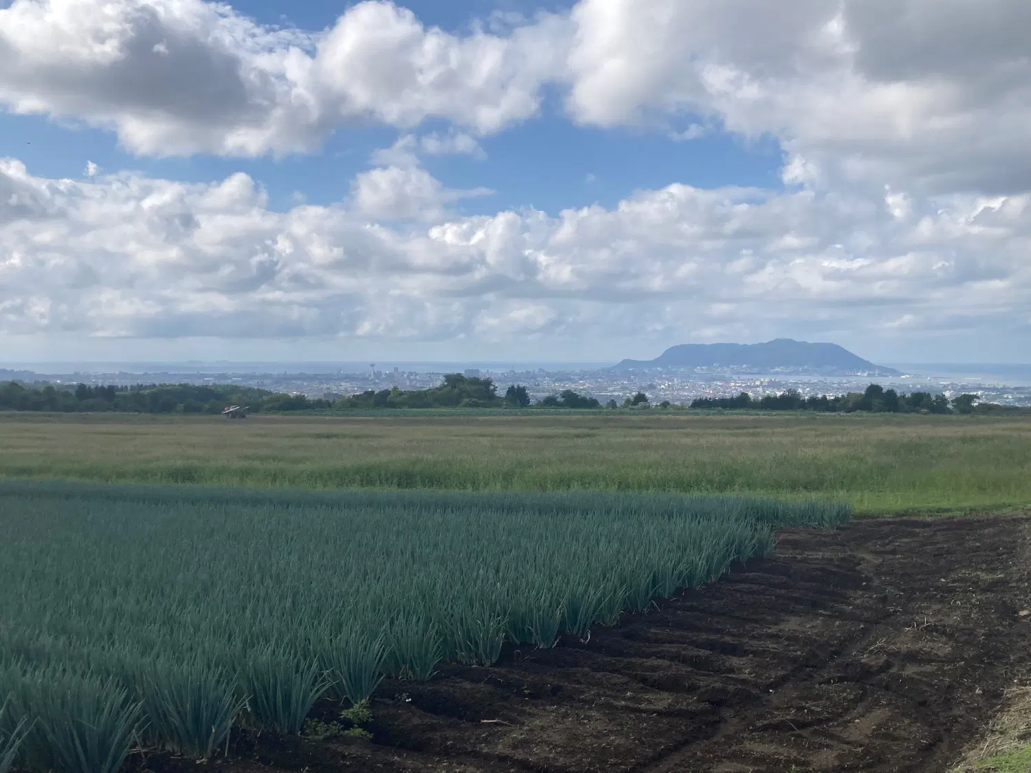 玉ねぎ畑の奥に町並みと函館山が見える